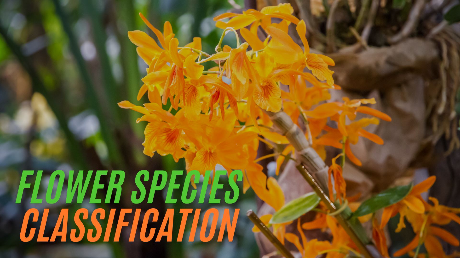 Flower Classification
